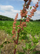 Rumex Crispus (Extrait 10:1) — 167mg
